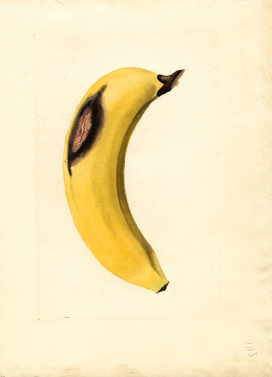 Banana (Musa) (aguarela) de James Marion Shull