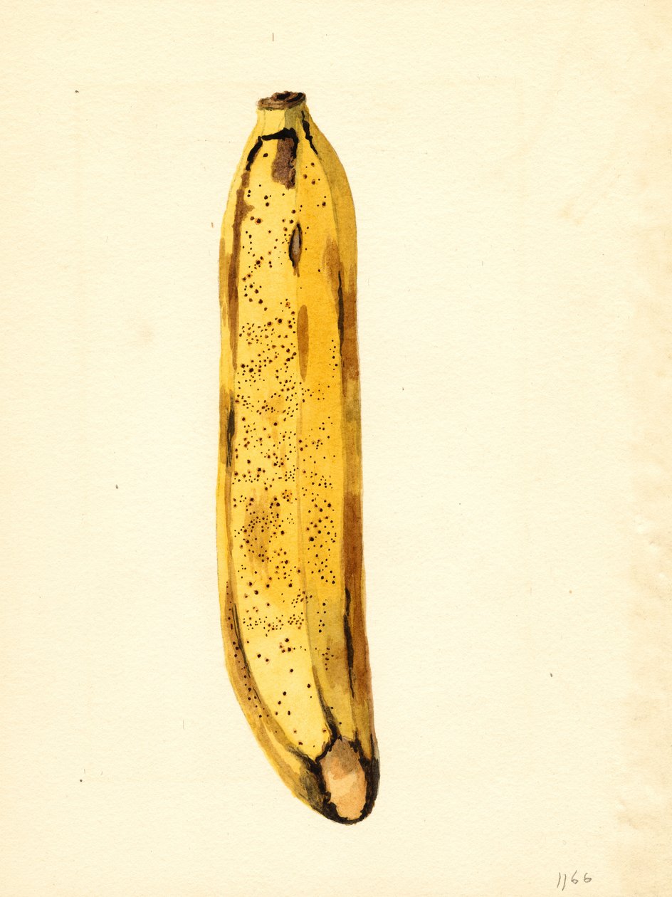 Banana (Musa) (aguarela) de James Marion Shull