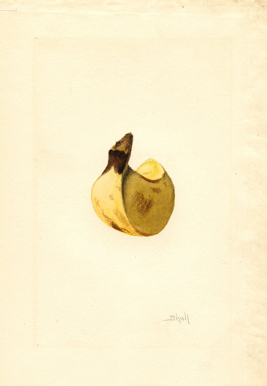 Banana (Musa) (aguarela) de James Marion Shull