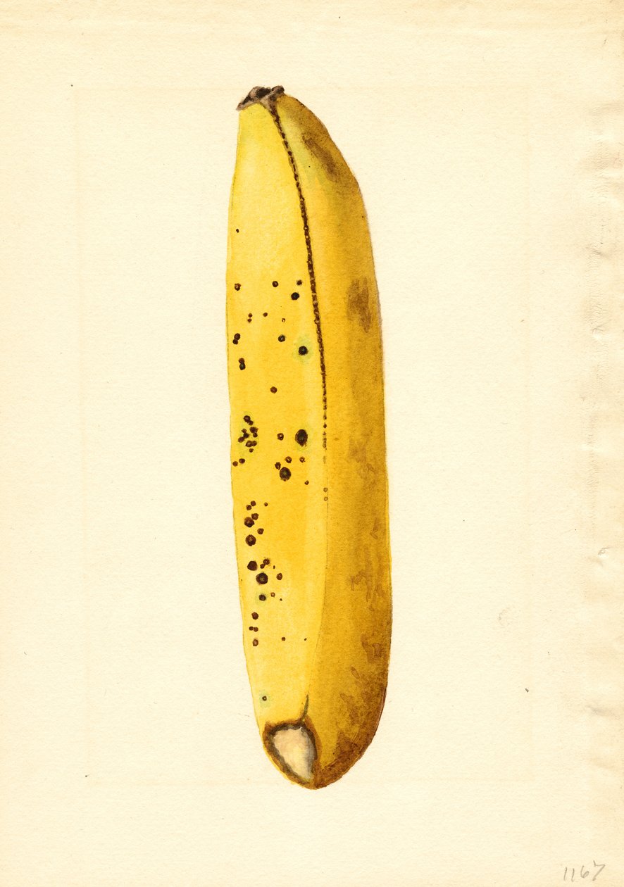 Banana (Musa) (aguarela) de James Marion Shull
