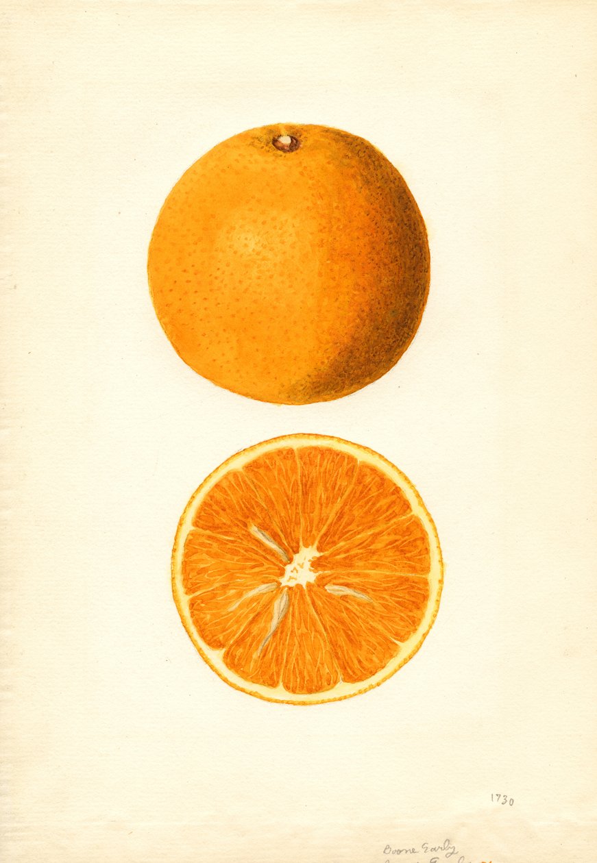 Laranjas precoces de Boone (Citrus sinensis) (aguarela) de James Marion Shull
