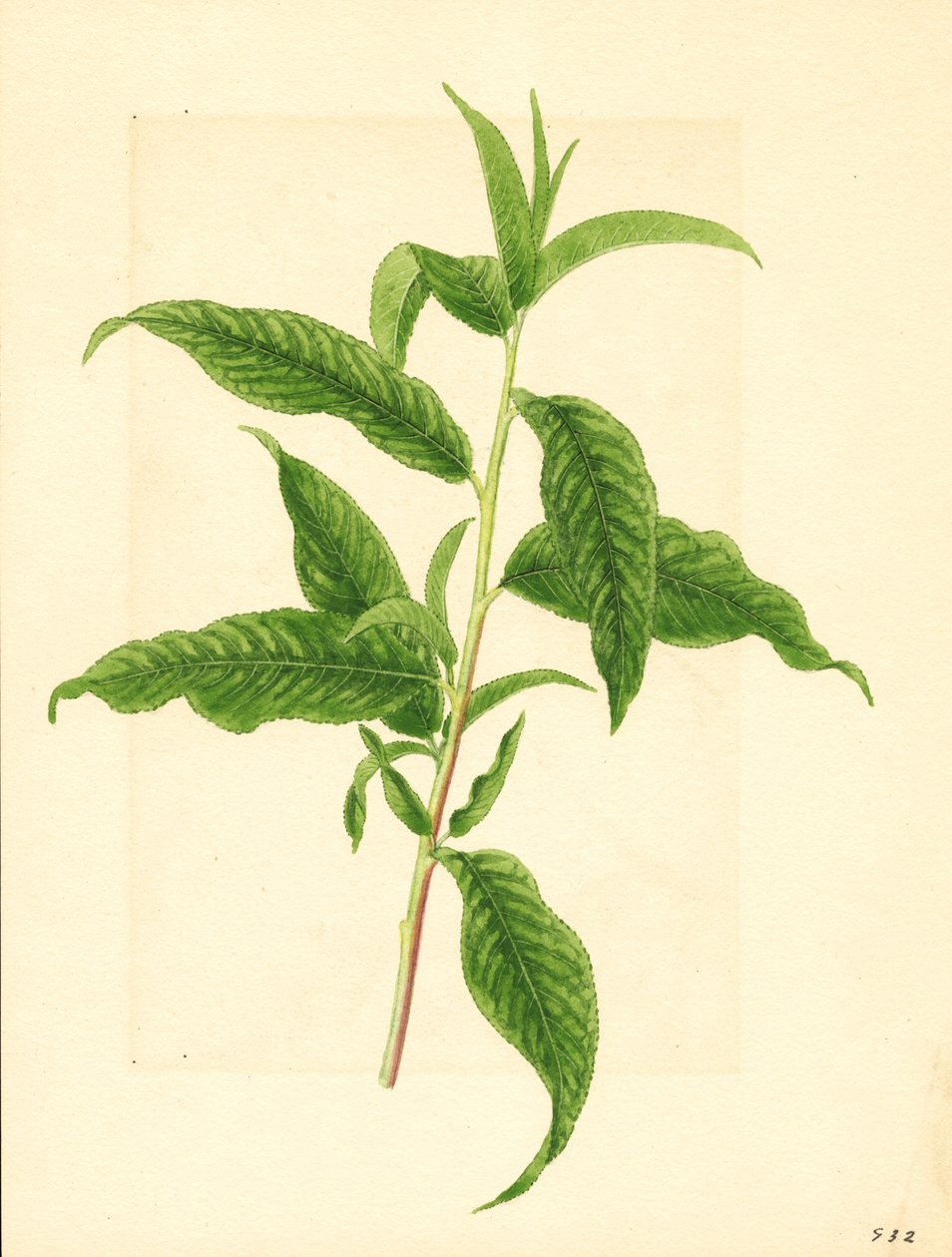 Ramo com folhas verdes do pessegueiro Elberta ( Prunus persica: Elberta) (aguarela) de James Marion Shull