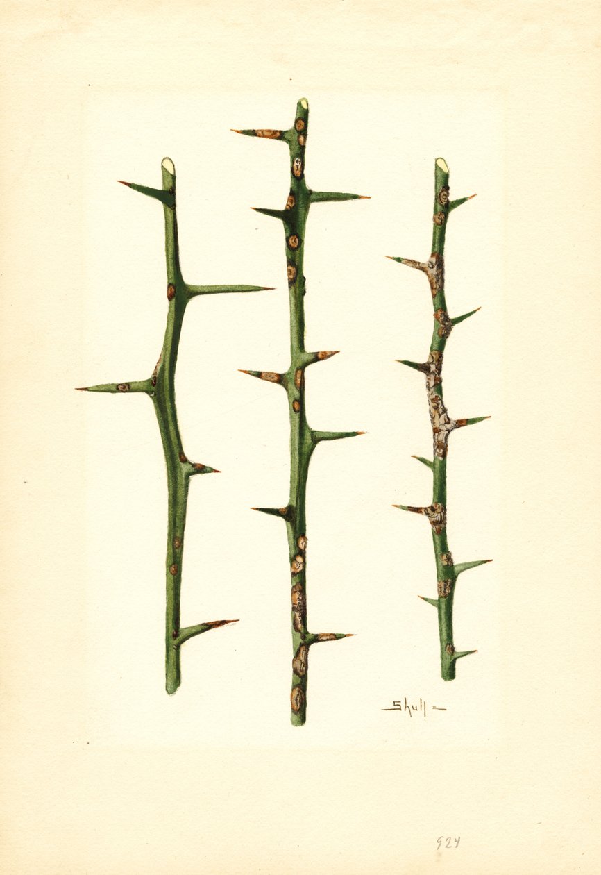Cancro dos citrinos no caule de uma laranjeira (Poncirus trifoliata) (aguarela) de James Marion Shull