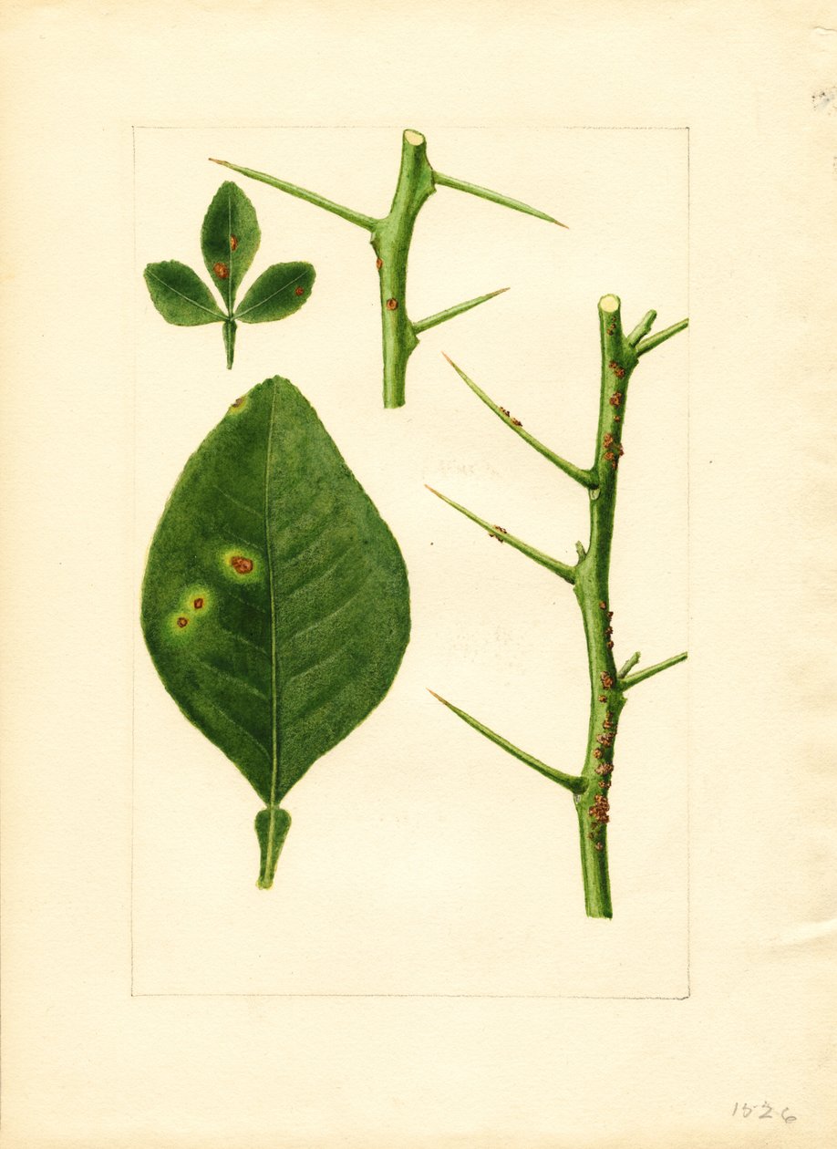 Folha e galho de laranjeira doente (Poncirus trifoliata) (aguarela) de James Marion Shull