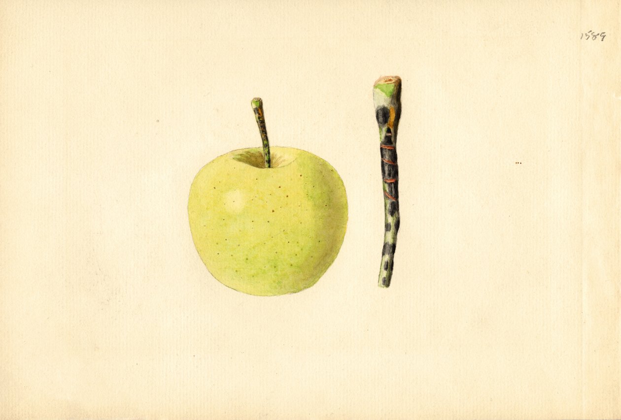 Maçã Golden Delicious ( Malus domestica) (aguarela) de James Marion Shull