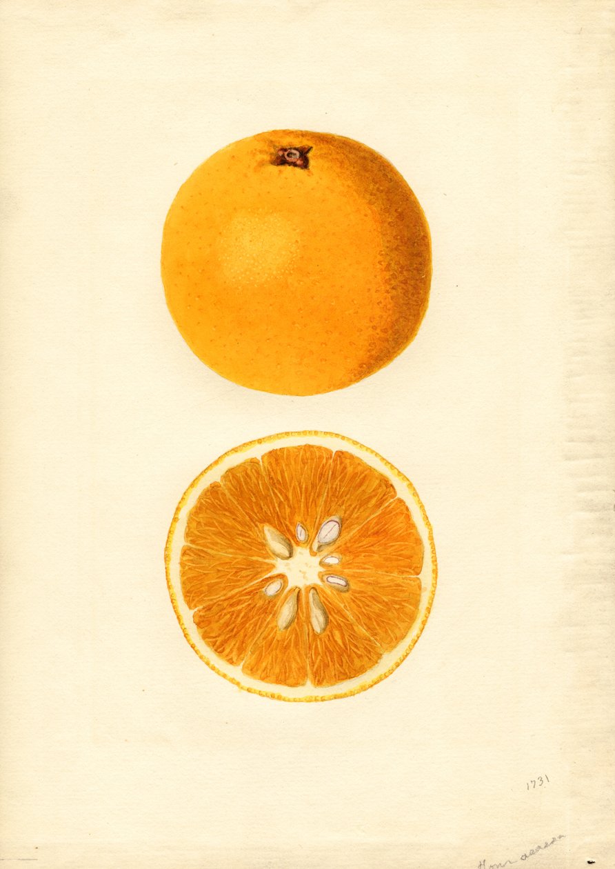 Laranjas de Homosassa ( Citrus sinensis) (aguarela) de James Marion Shull