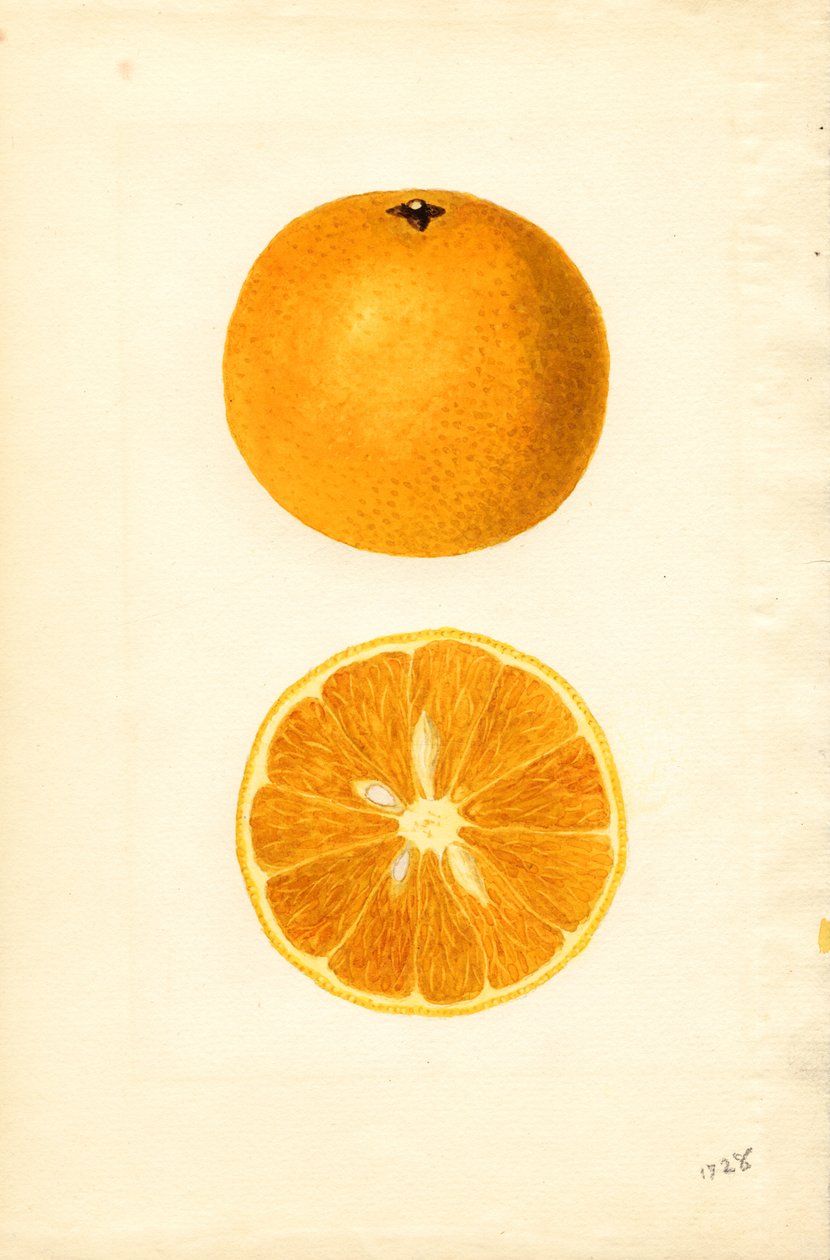 Laranjas de Maiorca ( Citrus sinensis) (aguarela) de James Marion Shull
