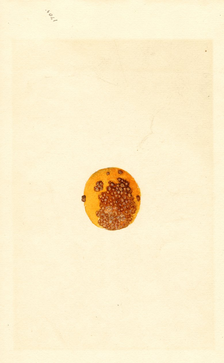 Laranja (Poncirus trifoliata) (aguarela) de James Marion Shull