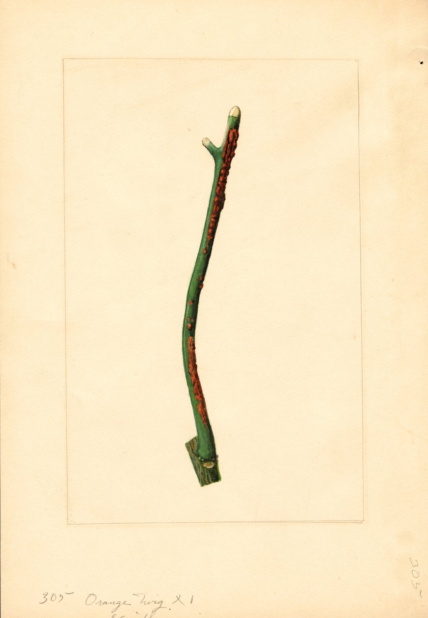 Galho de laranjeira (Citrus sinensis: Valência) (aguarela) de James Marion Shull