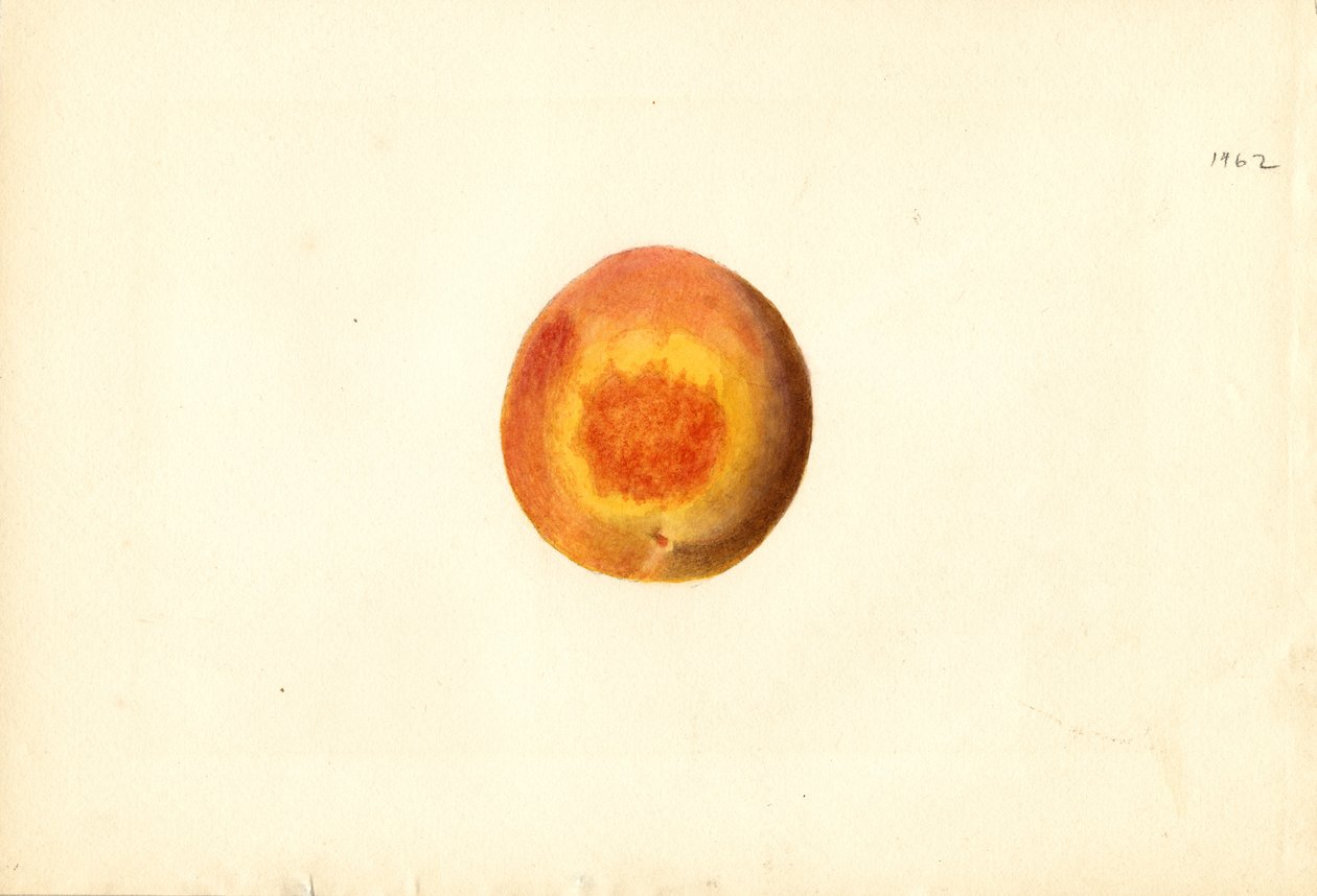 Pêssego ( Prunus persica: Elberta) (aguarela) de James Marion Shull