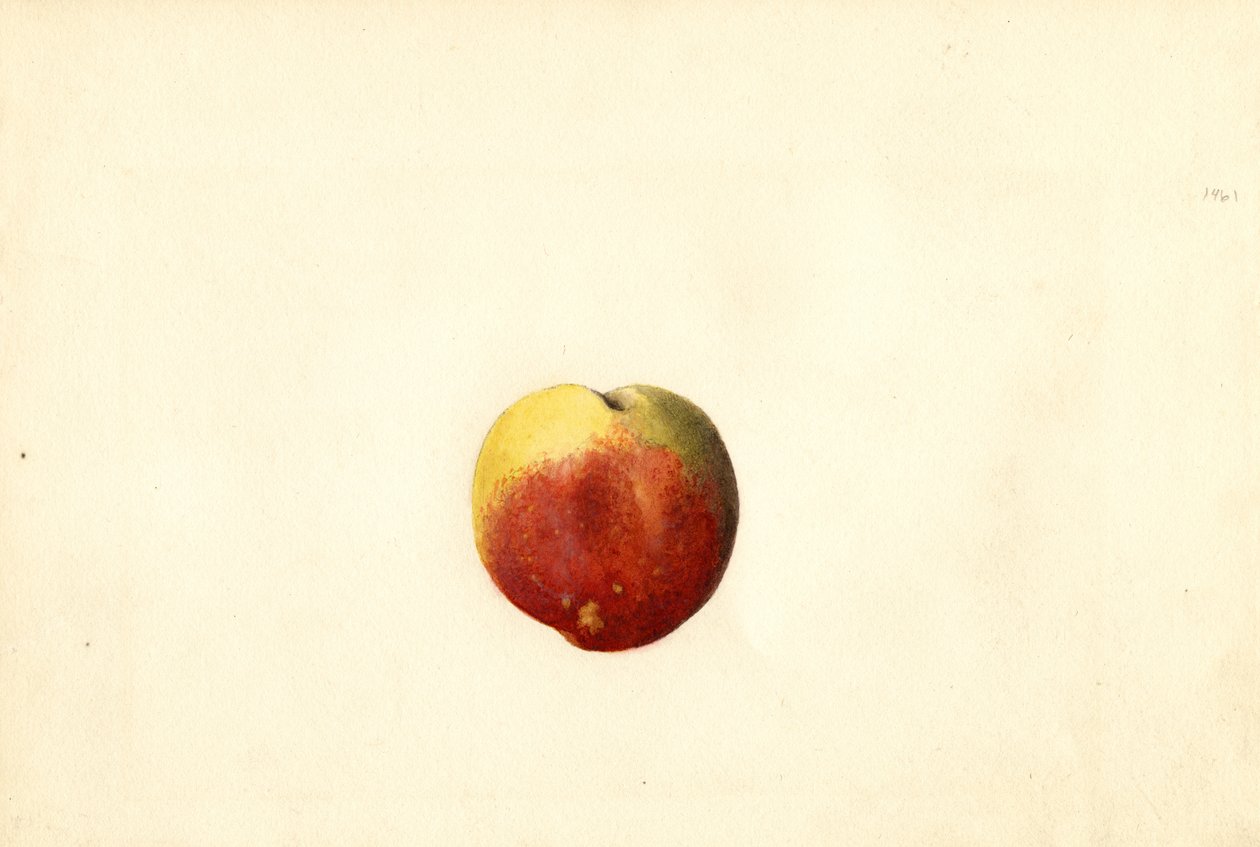 Pêssego ( Prunus persica: Elberta) (aguarela) de James Marion Shull