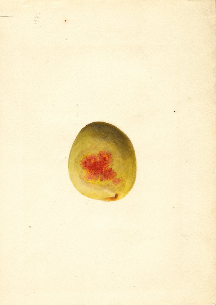 Pêssego ( Prunus persica: Elberta) (aguarela) de James Marion Shull