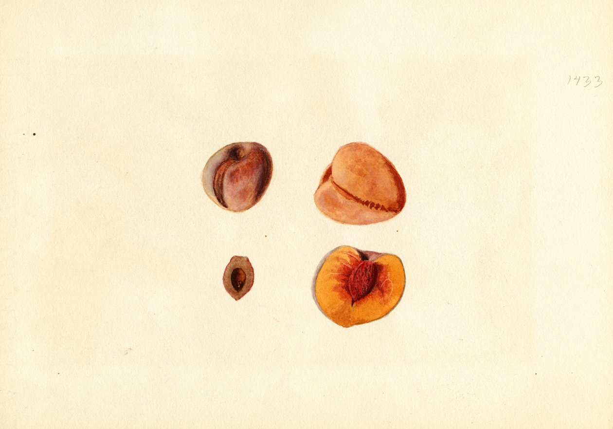 Pêssegos ( Prunus persica: Hutchkins) (aguarela) de James Marion Shull