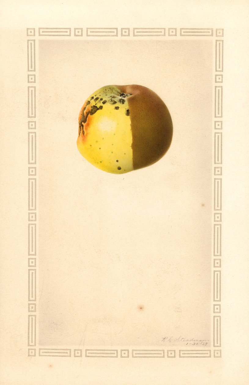 Maçã Russet (Malus domestica) (aguarela) de James Marion Shull