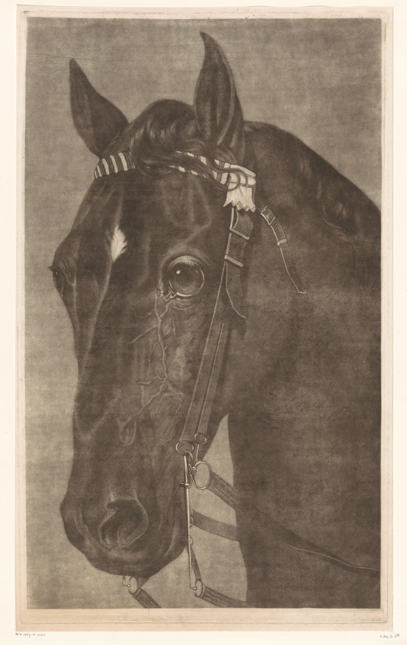 Cabeça de um cavalo com freio de James Newman Hodges