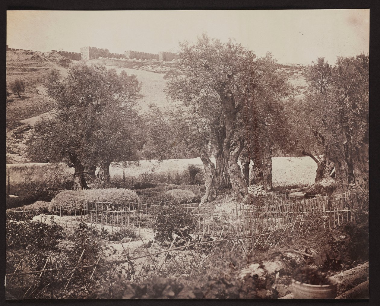 Getsémani [Jerusalém. Monte das Oliveiras] de James Robertson