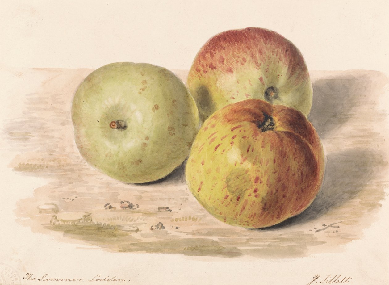 The Summer Lodden, Set. 1832: Um Estudo de Natureza Morta de Três Maçãs de James Sillett