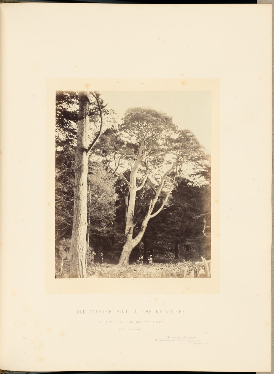 Pinheiro antigo em Belvidere de James Sinclair, 14th Earl of Caithness
