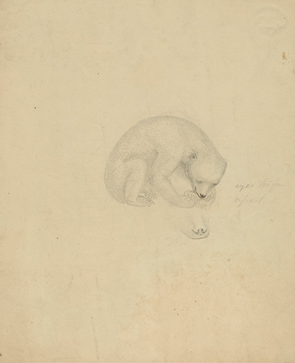Um Urso de James Sowerby