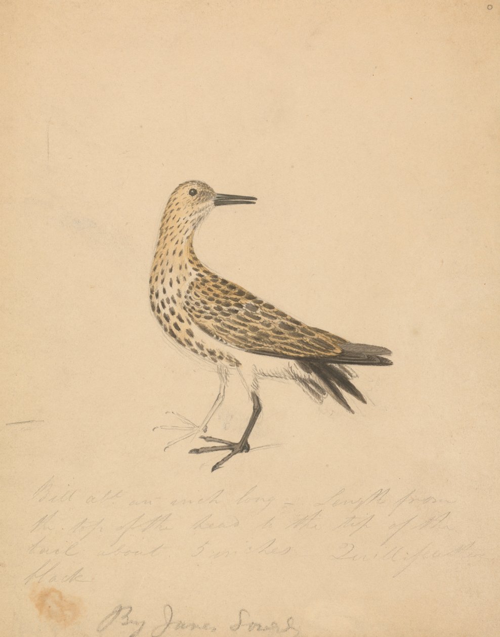 Um pássaro de James Sowerby