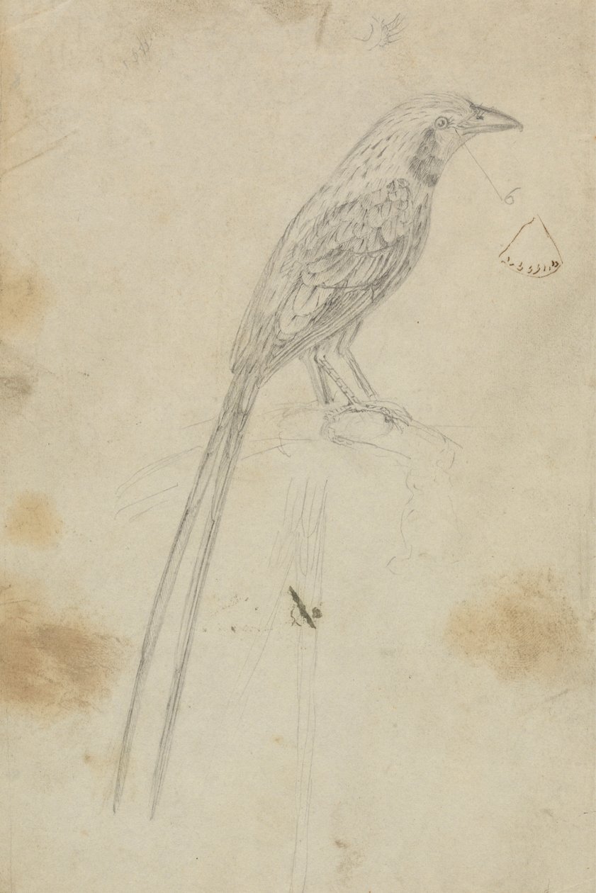 Um pássaro de James Sowerby