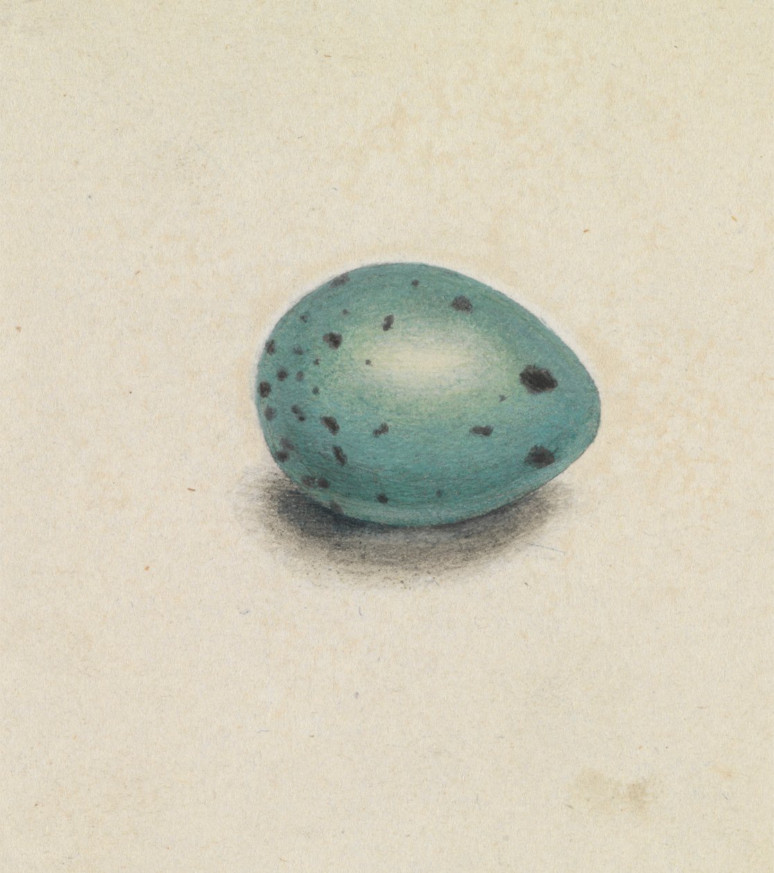 Um Ovo de Pássaro de James Sowerby