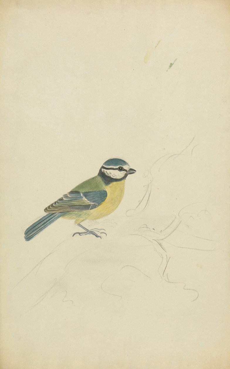 Um título azul de James Sowerby
