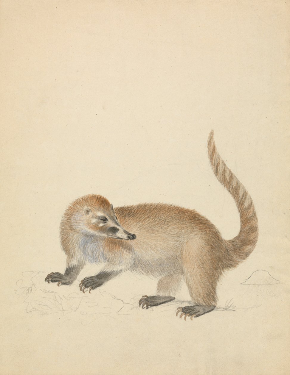 A Coatimundi de James Sowerby