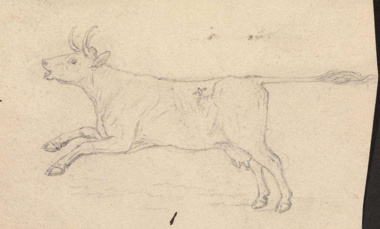 Uma vaca de James Sowerby