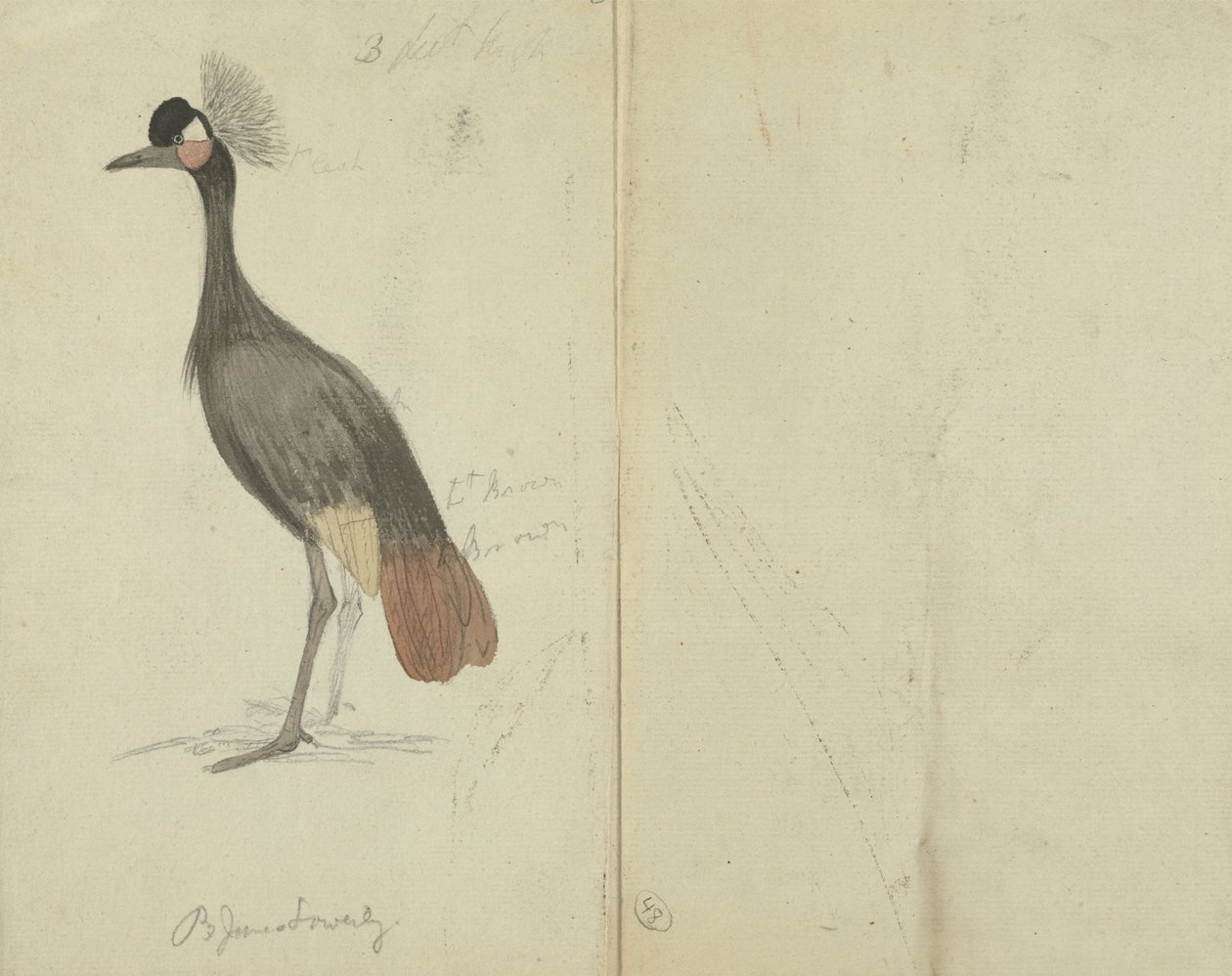 Um guindaste de James Sowerby