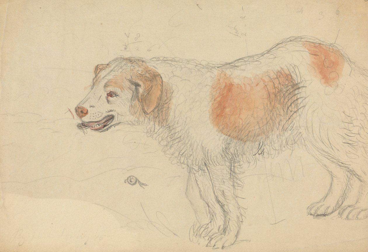 Um cão de James Sowerby