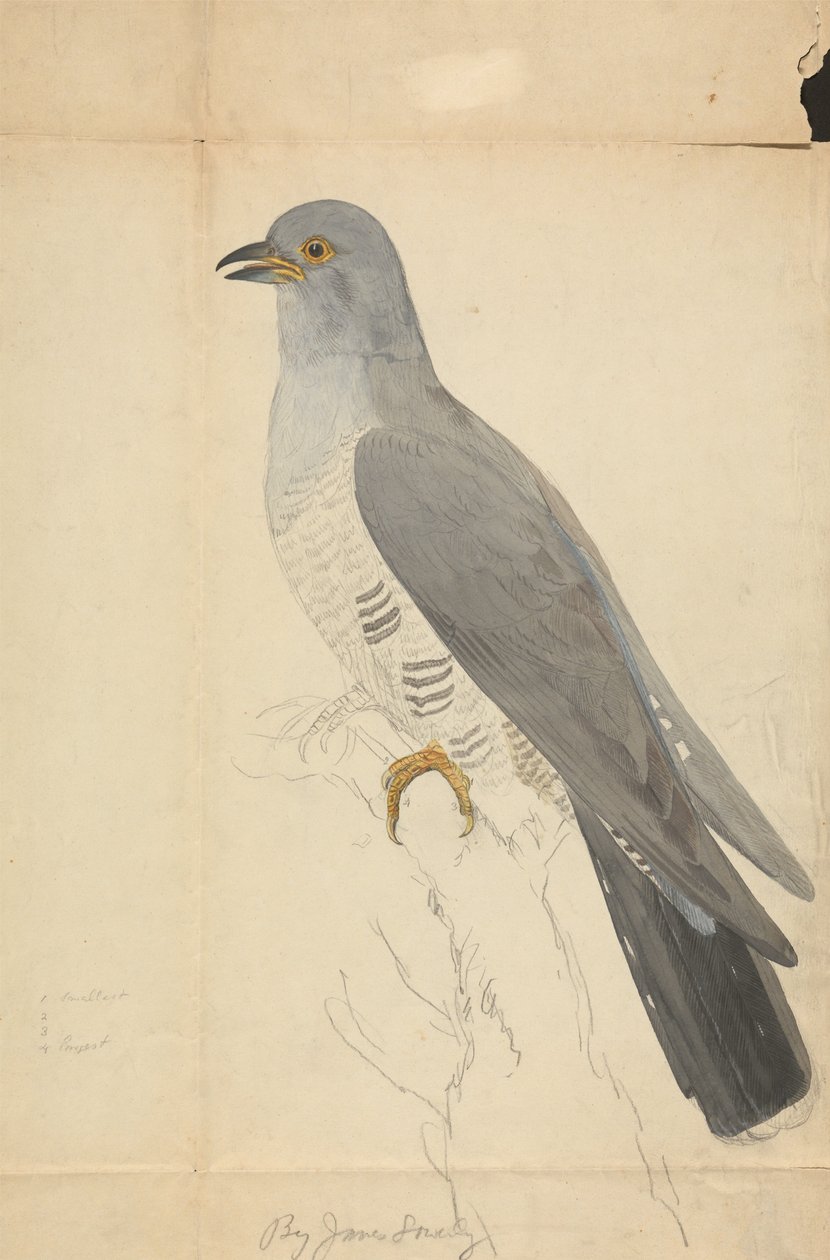 Na Dove de James Sowerby