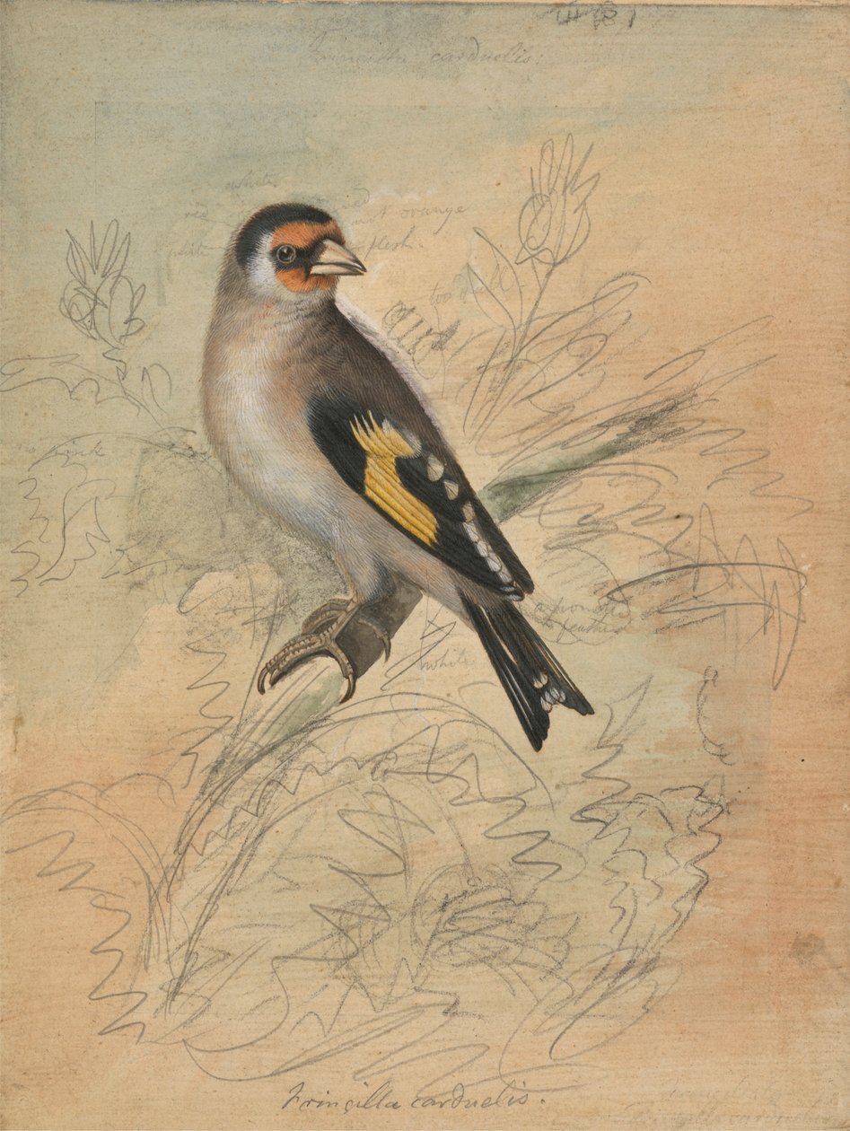 Um Goldfinch europeu de James Sowerby