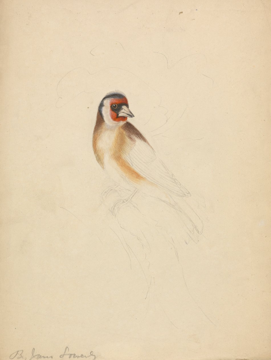 Um Goldfinch europeu de James Sowerby