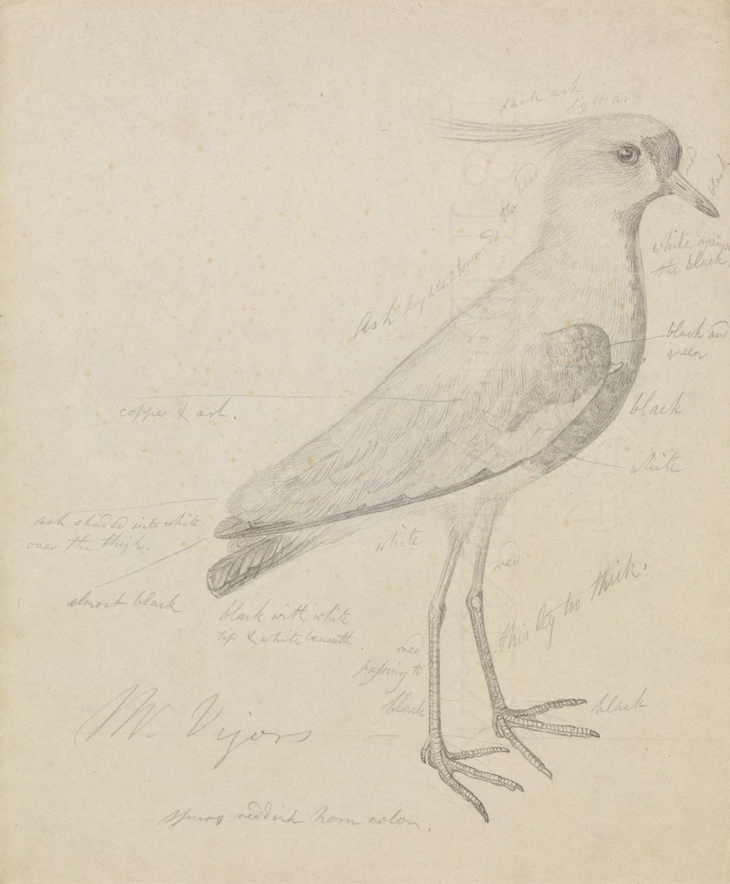 Um Lapwing de James Sowerby