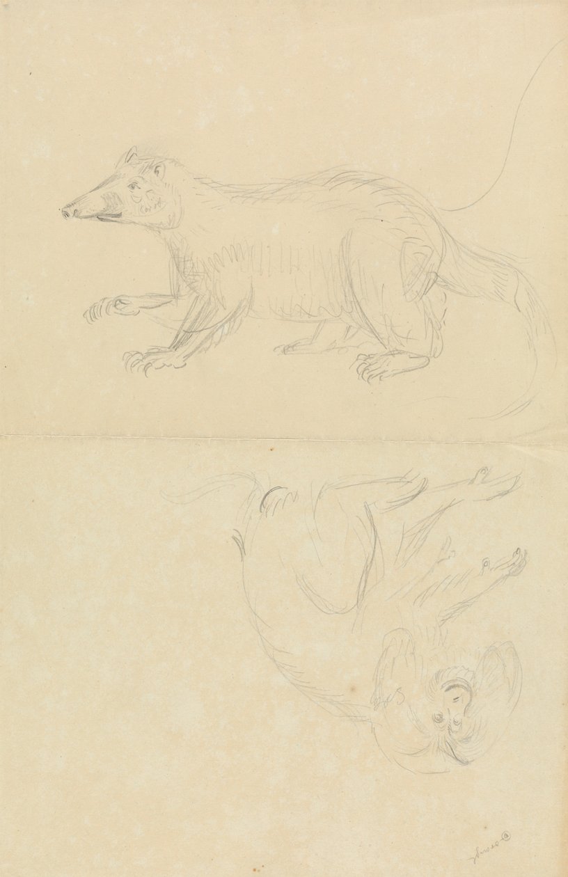 Um Mamífero (coatimundi?) e um Primata (Marmoset?). Um Coatimundi e um Titismo de Leão de James Sowerby