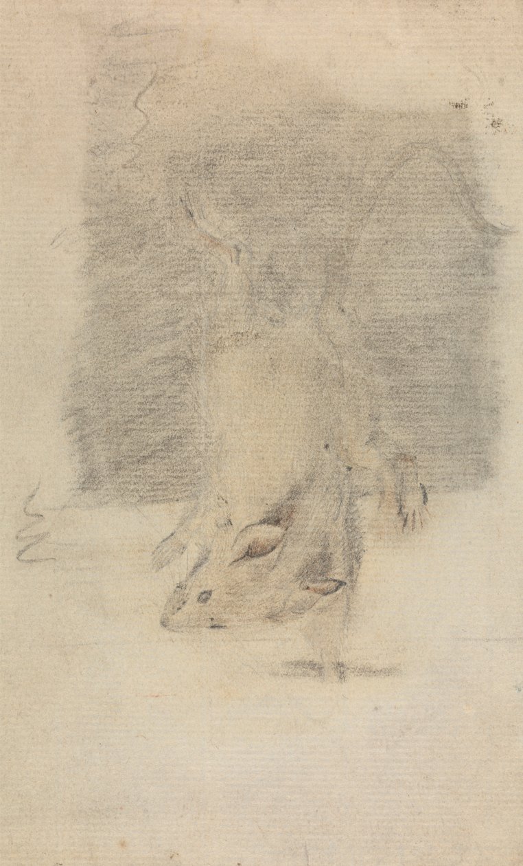 Um Rato de James Sowerby