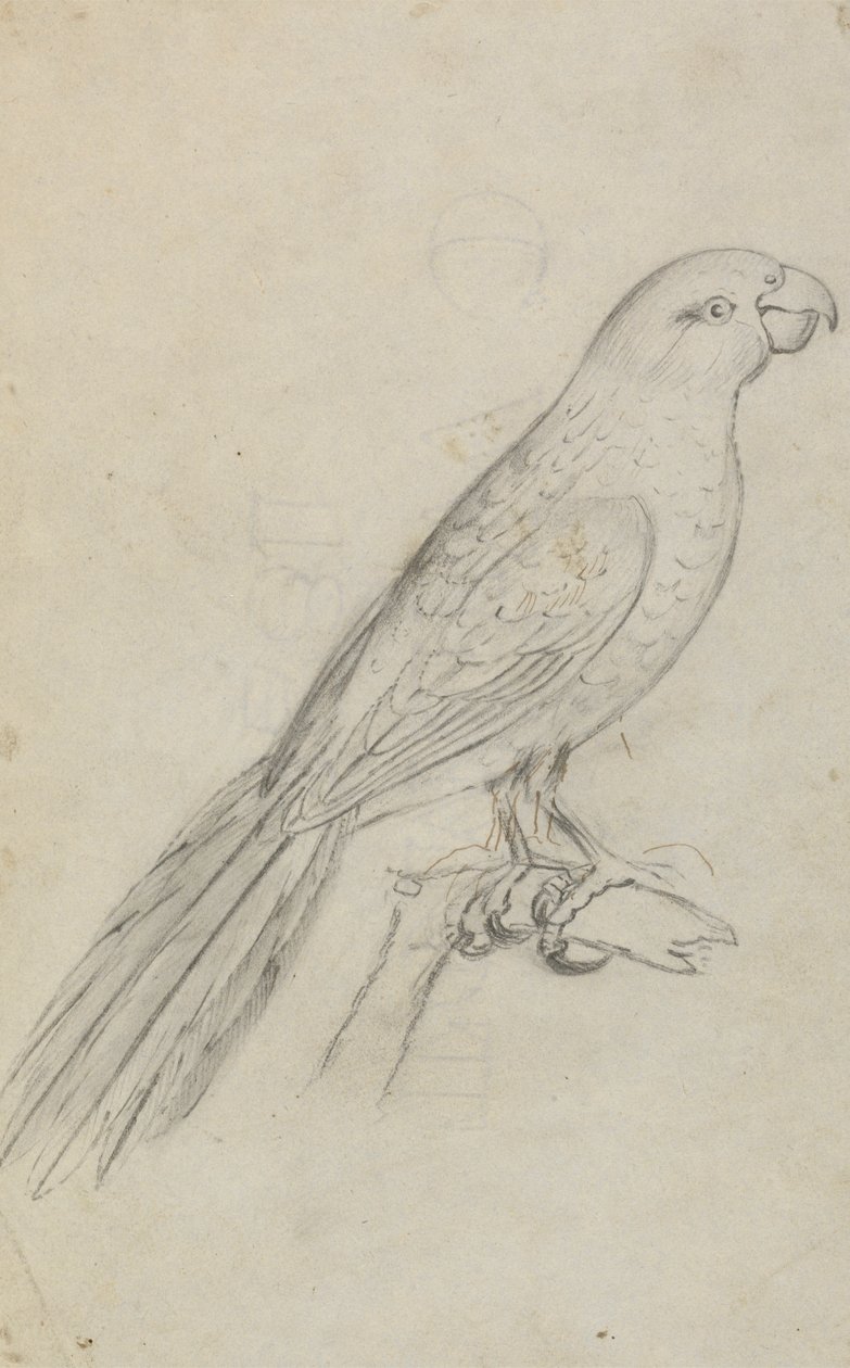 A Parrot de James Sowerby