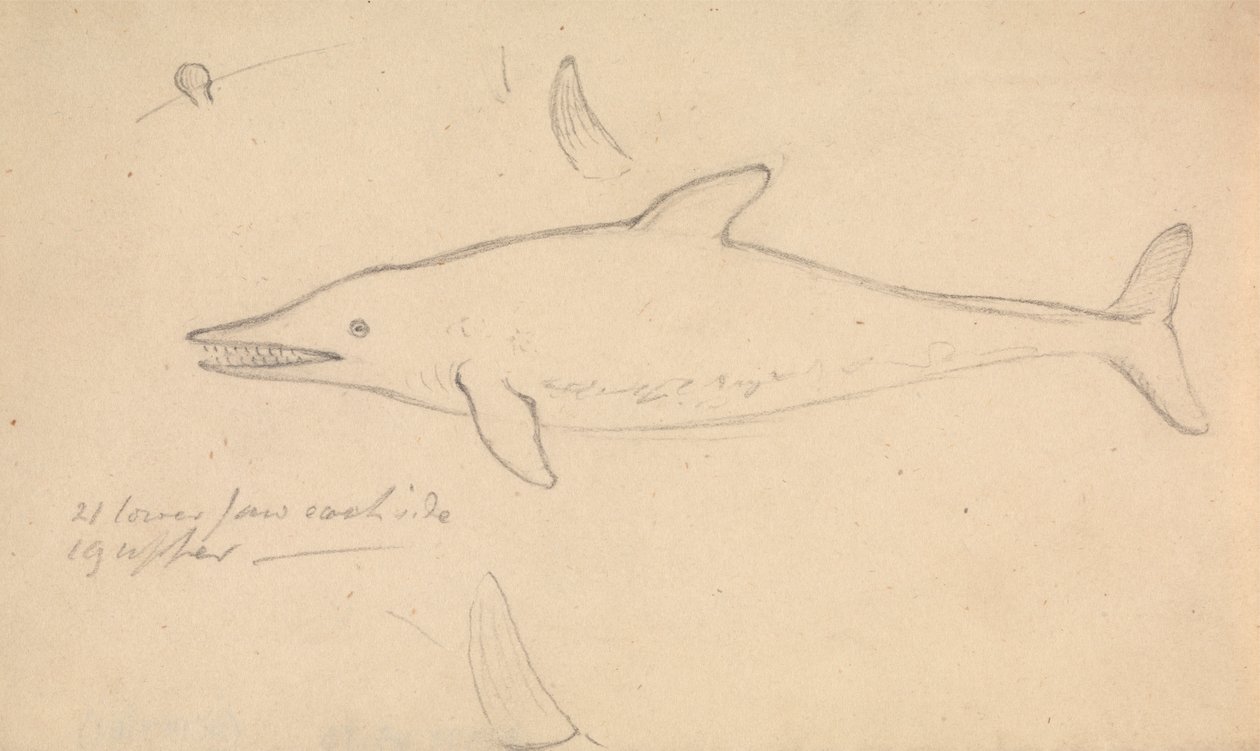 A Porpoise? de James Sowerby
