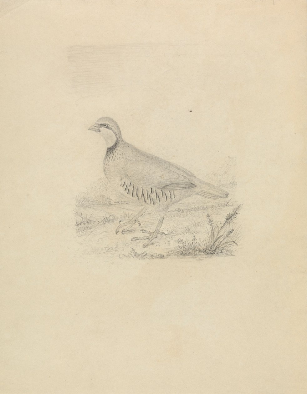 Uma codorniz de James Sowerby
