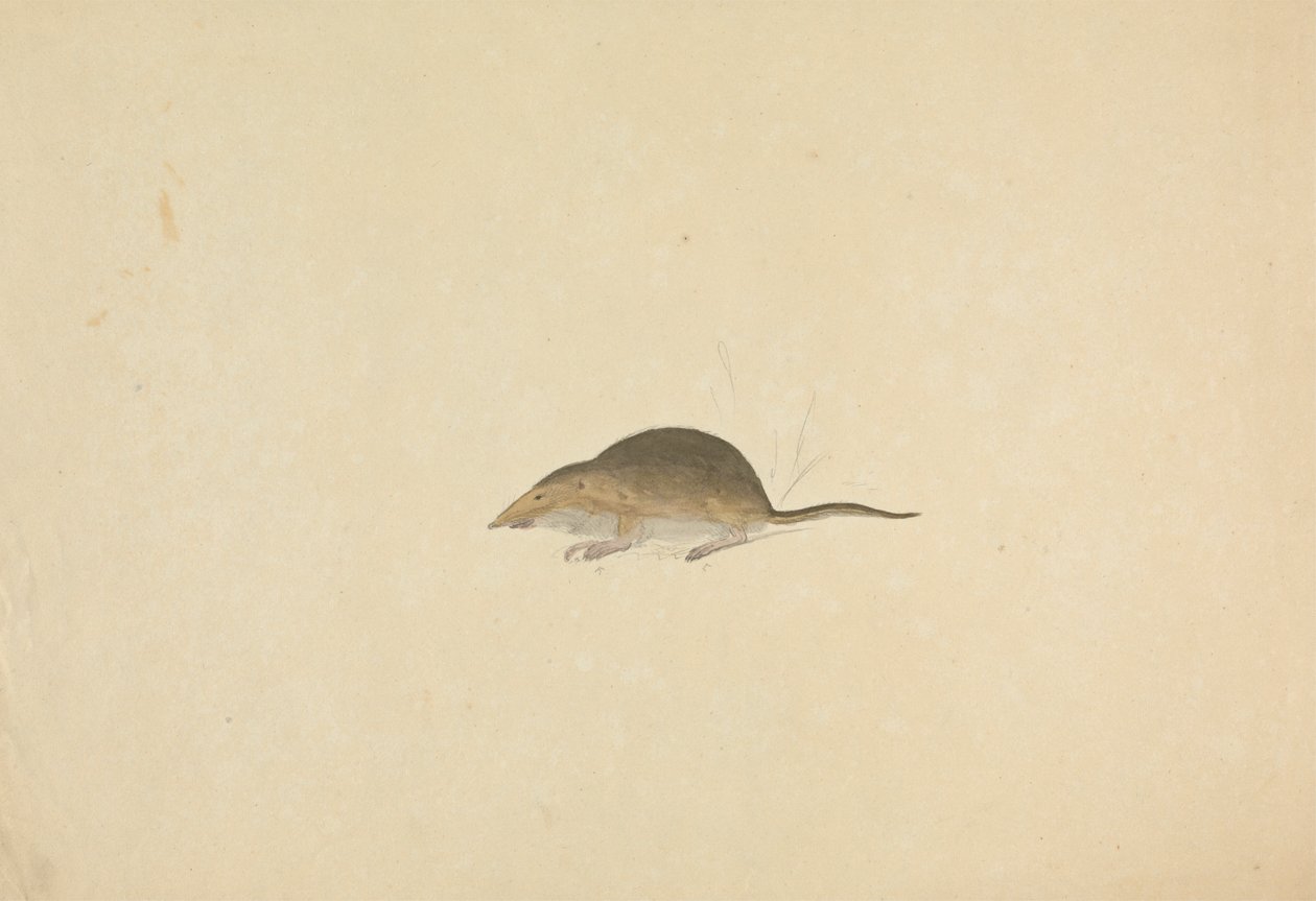 Um Musaranho de James Sowerby