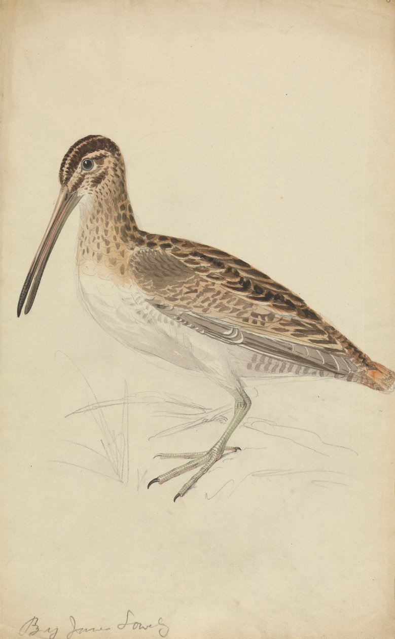 Uma narceja de James Sowerby