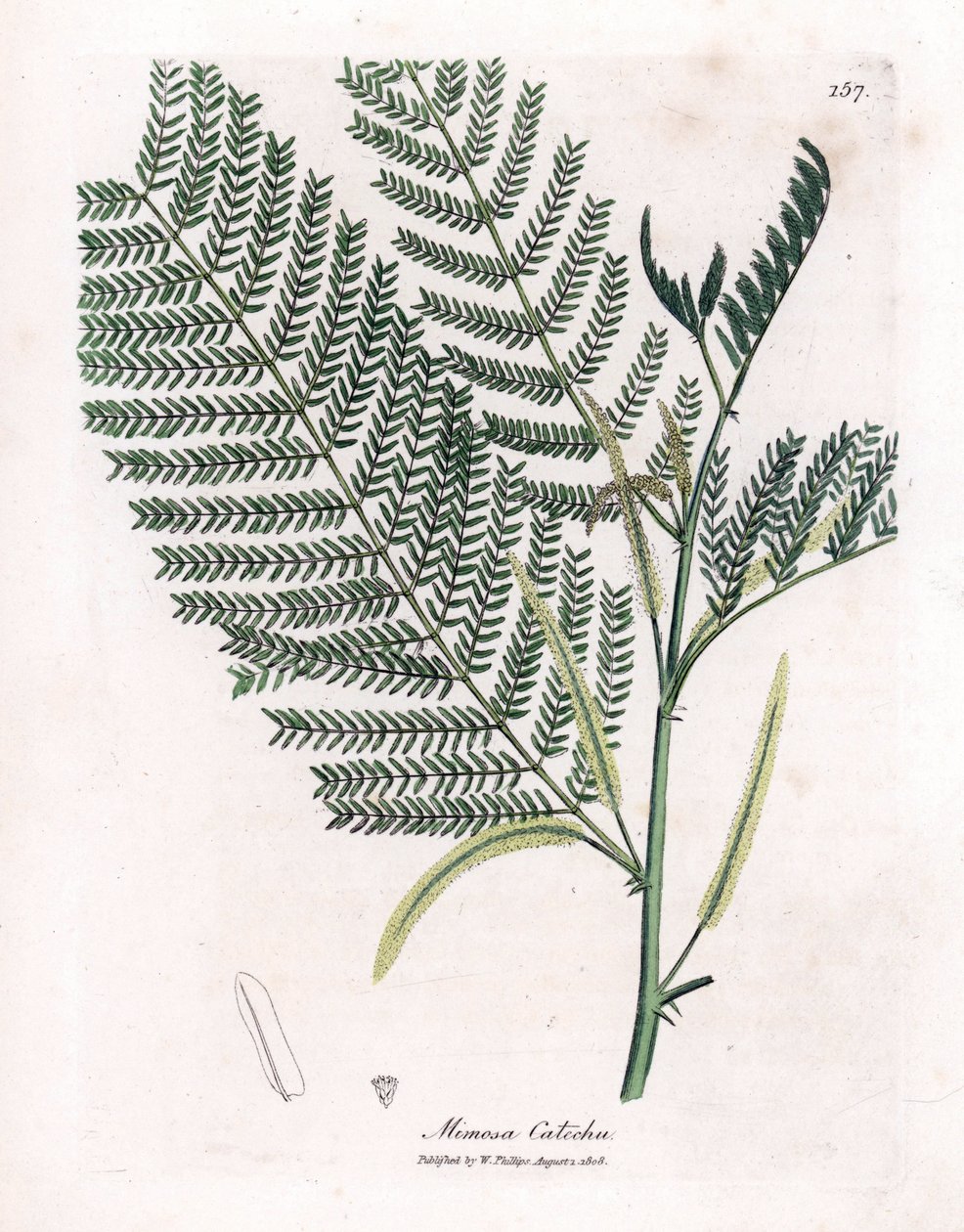 Acacia a cachou ou cachoutier - Catechu, Acacia catechu. Gravura em chapa de cobre colorida à mão a partir de uma ilustração botânica de James Sowerby de William Woodville e Sir William Jackson Hooker