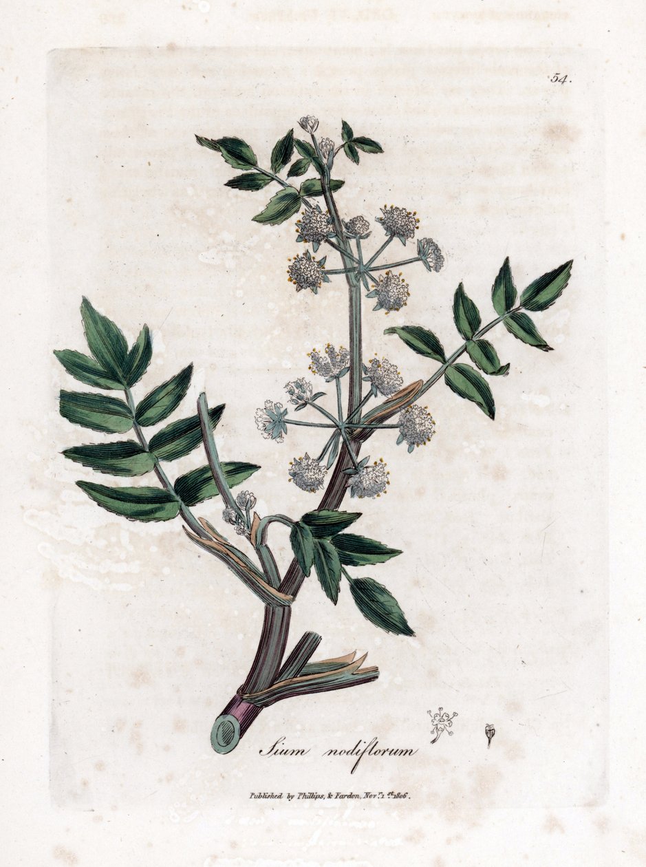 Ache falso agrião de água - Pastinaca de água rasteira, Sium nodiflorum. Gravura em chapa de cobre colorida à mão a partir de uma ilustração botânica de James Sowerby de William Woodville e Sir William Jackson Hooker