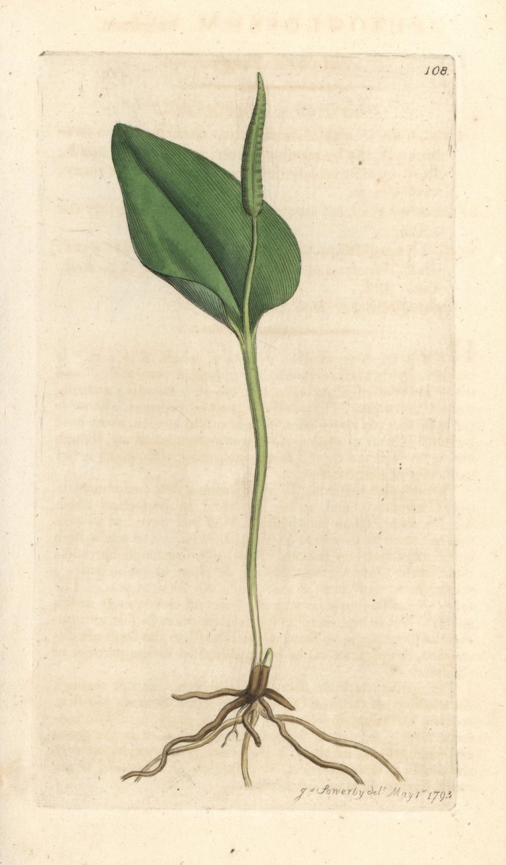 Língua de Adder, Ophioglossum vulgatum (Ophioglossum) Gravação em chapa de cobre colorida à mão depois de uma ilustração de James Sowerby da revista inglesa Botany de James Smith, Londres de James Sowerby