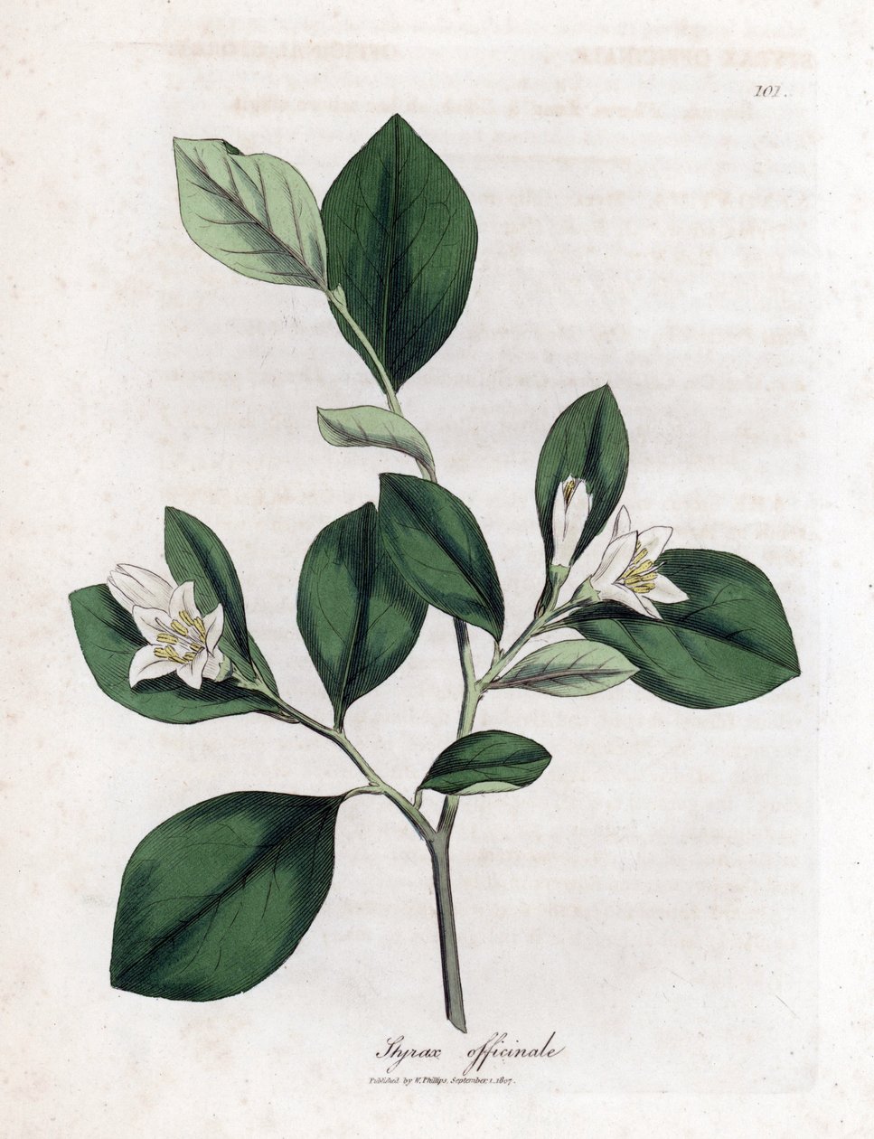 Aliboufier - Storax, Styrax officinalis. Gravura em chapa de cobre colorida à mão a partir de uma ilustração botânica de James Sowerby de William Woodville e "Medical Botany" de Sir William Jackson Hooker, John Bohn, Londres de James Sowerby