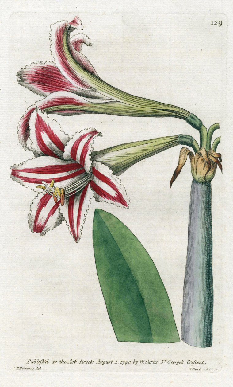 Amaryllis Variete, originalmente da América do Sul - Litografia de James Sowerby (1757-1822), da revista Botanical de William Curtis (1746-1799) de James Sowerby
