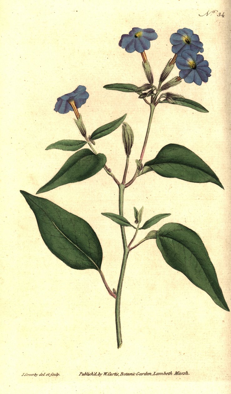 browallie americana - Jamaican forget-me-not, amethyst flower, ou bush violet, Browallia americana (Tall browallia, Browallia elata). Gravura em chapa de cobre colorida à mão e ilustração botânica por James Sowerby da revista The Botanical Magazine de Will de James Sowerby