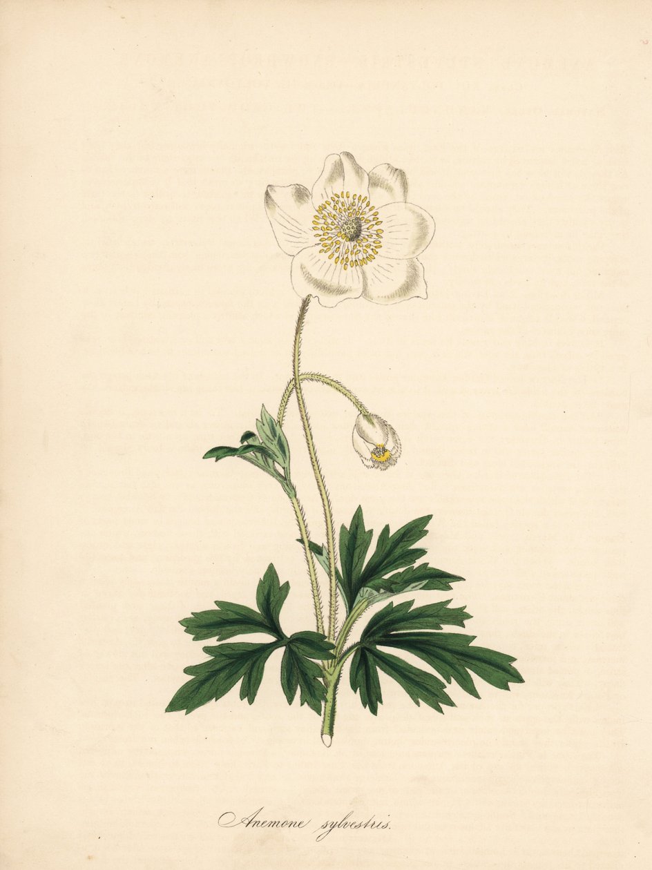 Anémona das brocas - Anémona da gota de neve, Anémona sylvestris. Extraído de uma ilustração de James Sowerby na "Botanical Magazine" de William Curtis. Zincógrafo colorido à mão por C. Chabot desenhado por M. A. Burnett a partir da sua "Plantae Utiliores: de James Sowerby