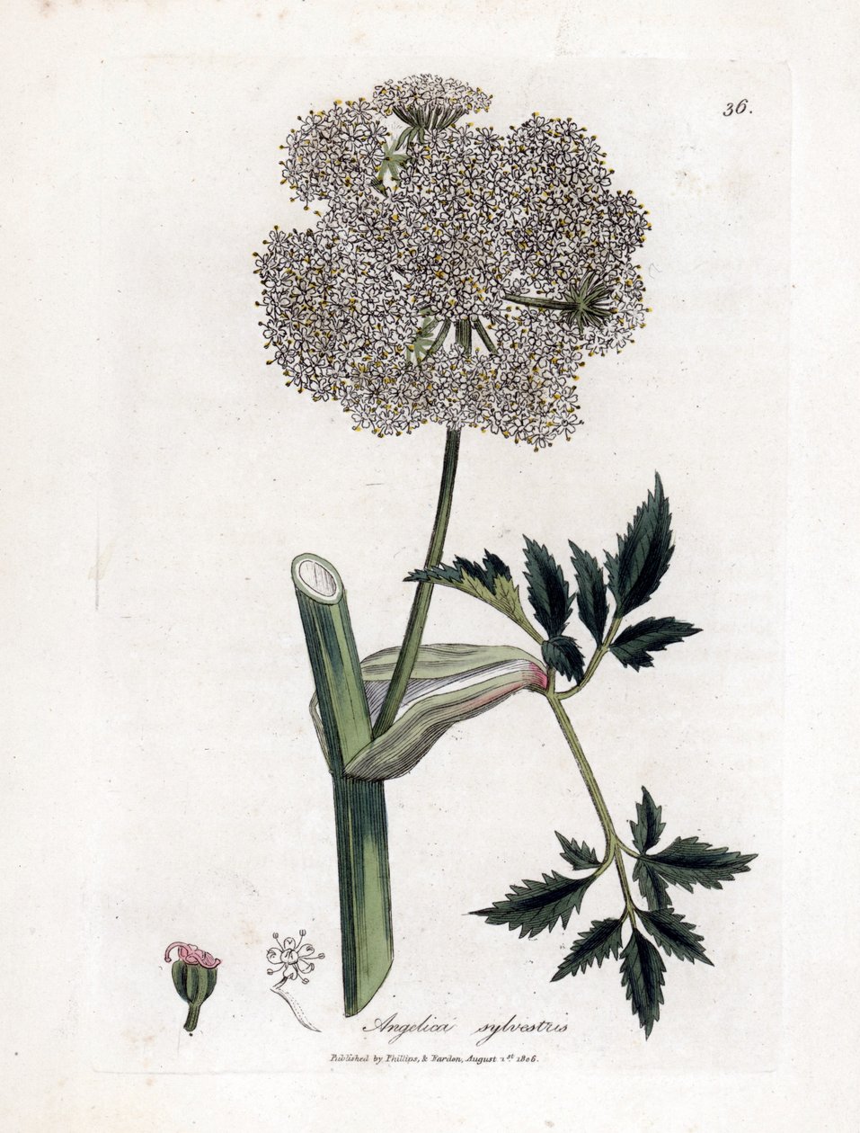 Angelique des bois ou sylvestris - Angélica selvagem, Angelica sylvestris. Gravura em chapa de cobre colorida à mão a partir de uma ilustração botânica de James Sowerby de William Woodville e "Medical Botany" de Sir William Jackson Hooker, John Bohn, Londr de James Sowerby